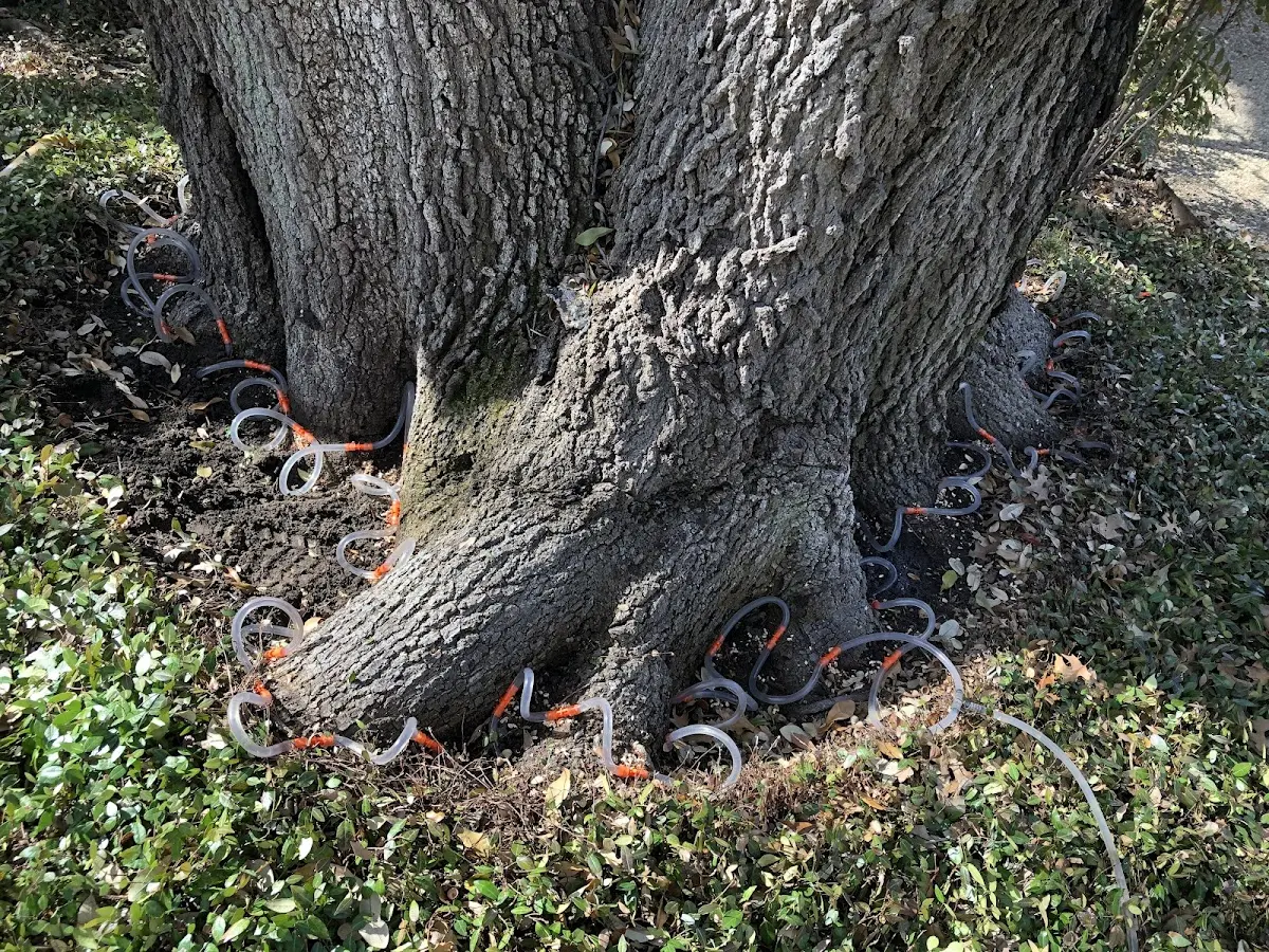 Detailed Tree Cabling and Bracing job site in Holdingford