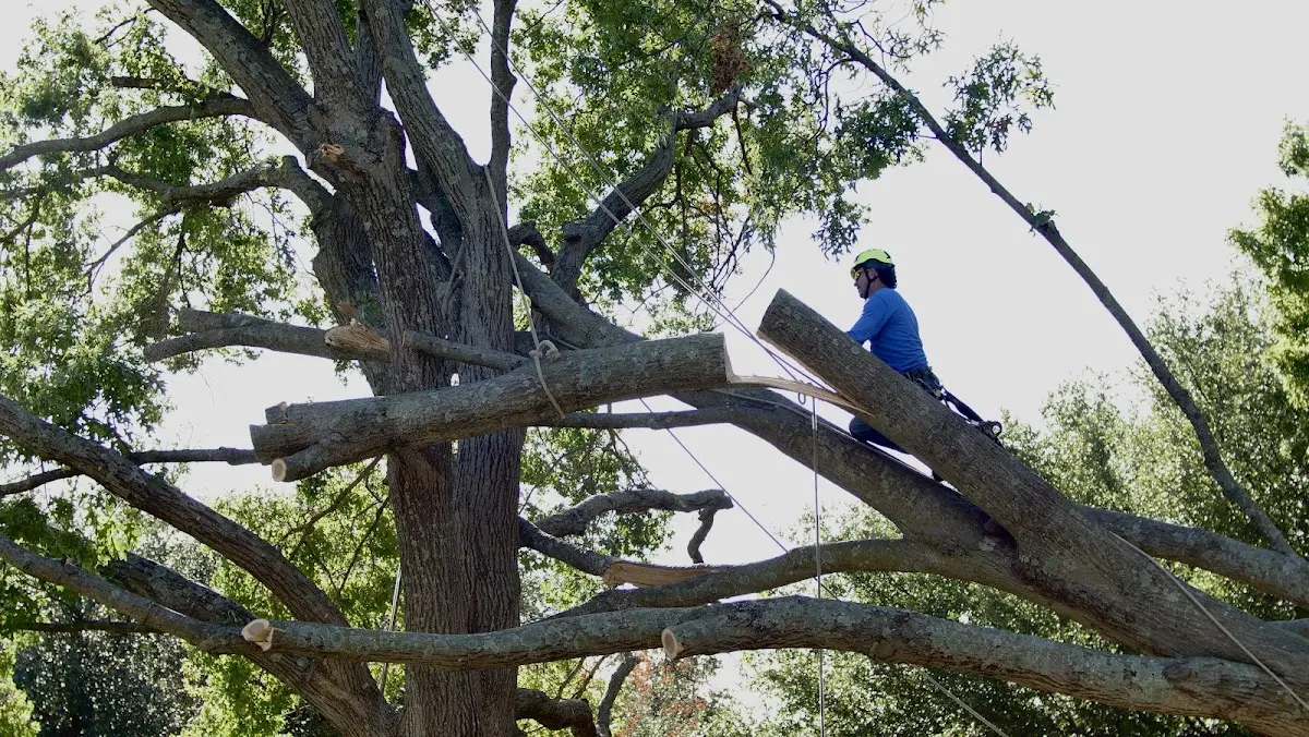 Professional Crown Thinning performed by certified arborists in Holdingford