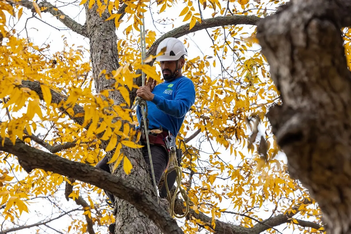 Skilled Storm Damage Cleanup crew working in Holdingford