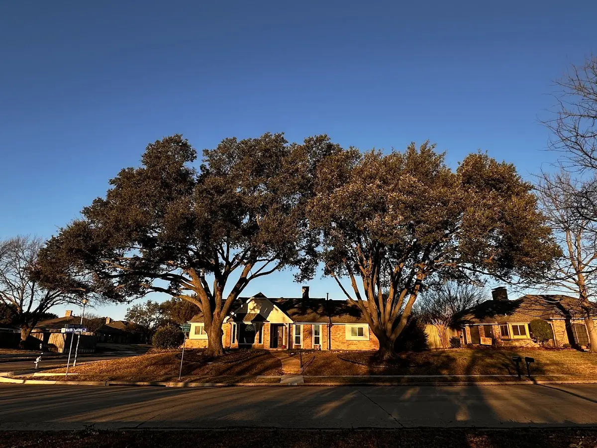 Established residential canopy tree shading a home in Holdingford
